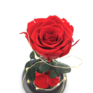 <span class=keywords><strong>Rosa</strong></span> real <span class=keywords><strong>preservada</strong></span> de La <span class=keywords><strong>Bella</strong></span> <span class=keywords><strong>y</strong></span> la <span class=keywords><strong>Bestia</strong></span> en cúpula de cristal con luz Led, regalo para el Día de San Valentín, venta al por mayor - Product Image 4