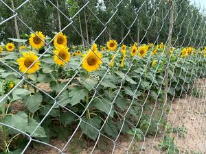 Chất lượng cao bền và đáng tin cậy nhúng nóng mạ kẽm Chuỗi liên kết lưới cho hàng rào lưới mắt cáo & Cổng - Product Image 4