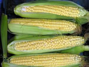 Le fruit de maïs bouilli/maïs le plus délicieux du Viet Nam pour les vacances - Product Image 3