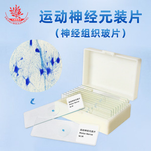 Présentation sur les quatre tissus fondamentaux du corps humain : tissu nerveux ; expérience pour l'examen d'entrée au collège - Product Image 5