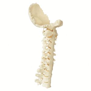 KyrenMed Columna Vertebral de Espuma Sólida con Ligamento <span class=keywords><strong>Posterior</strong></span> y Discos de Espuma para Entrenamiento en Taller - Product Image 4