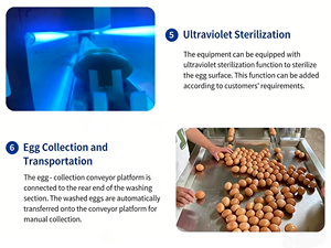 เครื่องล้างและคัดแยกไข่ไก่ไข่เป็ดอัตโนมัติ สแตนเลส ความจุสูง สำหรับใช้ในฟาร์ม - Product Image 6