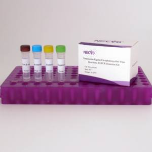 Kit de RT-PCR fluorescente de alta sensibilidad para la detección del virus de la encefalitis equina venezolana - Product Image 3
