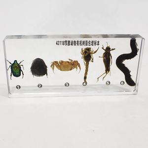Spécimen d'arthropode encastré dans du PVC transparent, modèle anatomique d'insecte, science médicale - Product Image 1