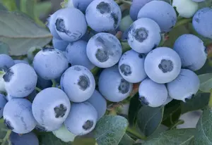 Natürliches organisches gefriertrocknetes wildes Blaubeere Fruchtsaftpulver