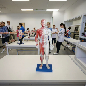 Male Human Skeleton Model Advanced PVC Human Life Size Durable for Medical Science Anatomical Demonstration - Product Image 5