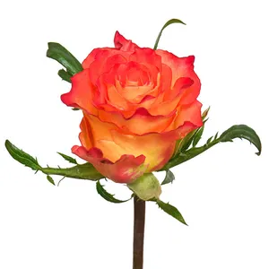 Best Best Selling Kenyan Fresh Cut Rose Bi Orange 3.5cm Headsize 52cm Stem For Wholesale And Retail Fresh Cut Wedding Flowers