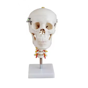 Modelo de Cráneo de PVC de Alta Calidad con Columna Cervical - Modelo de Enseñanza Médica Pintado a Mano con Estructuras Humanas Detalladas - Product Image 1