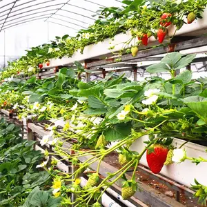 Hot Koop Hydrocultuur/Aquaponics Groente/Aardbei Teelt Systeem Kas Voor Verkoop