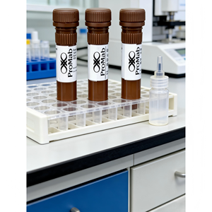 Monoclonal de Conejo a <span class=keywords><strong>OGT</strong></span> - Product Image 5