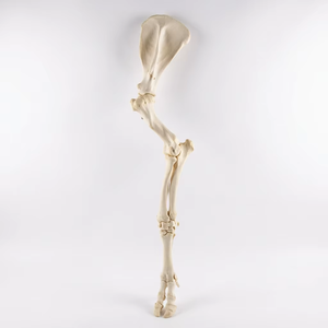 Modelo <span class=keywords><strong>de</strong></span> Hueso <span class=keywords><strong>de</strong></span> Ganado a Tamaño Real, Modelo Anatómico Veterinario para Enseñanza y Educación |   <span class=keywords><strong>Esqueleto</strong></span> <span class=keywords><strong>Bovino</strong></span> Montado y Resistente - Product Image 4