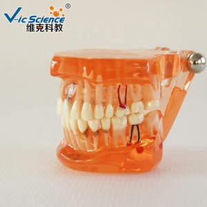 نموذج تعليم العلوم الطبية البشري من خلال زراعة الأسنان - Product Image 2