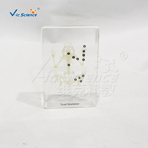 Spécimen de squelette de grenouille, squelette complet réaliste, modèle pédagogique et anatomique, pour l'enseignement primaire et secondaire - Product Image 1