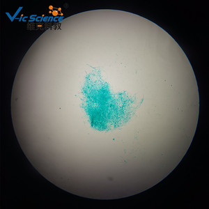 Fournisseur direct d'objectifs de microscope Mucor, de préparations microscopiques et d'équipements pédagogiques de biologie pour les niveaux primaire et secondaire. - Product Image 4