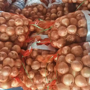 Cebollas Bawang <span class=keywords><strong>Bombay</strong></span> <span class=keywords><strong>de</strong></span> Alta Calidad, Tamaño Grande, <span class=keywords><strong>Precio</strong></span> al por Mayor, Exportación <span class=keywords><strong>de</strong></span> Vegetales Frescos, Cebolla Amarilla - Product Image 1