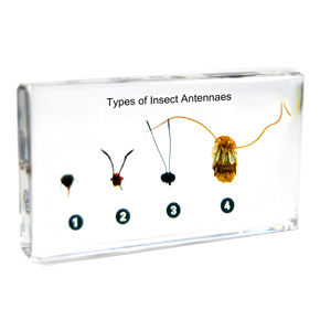 Gelsonlab HSBS-048 Espécimen de Centípedo y Milipede, Espécimen Biológico Encapsulado - Product Image 6