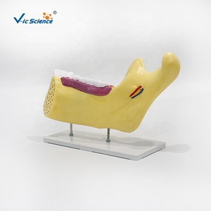 Modelo de Anatomía Dental y Molares para Consultorio Dental, Modelo de Demostración Dental, Modelo de Estudio de Implantes Dentales, Anatomía Dental - Product Image 3