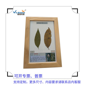 Échantillons de maladies végétales : échantillons séchés de la rouille du pêcher, utilisés pour les expositions professionnelles agricoles et forestières et - Product Image 4