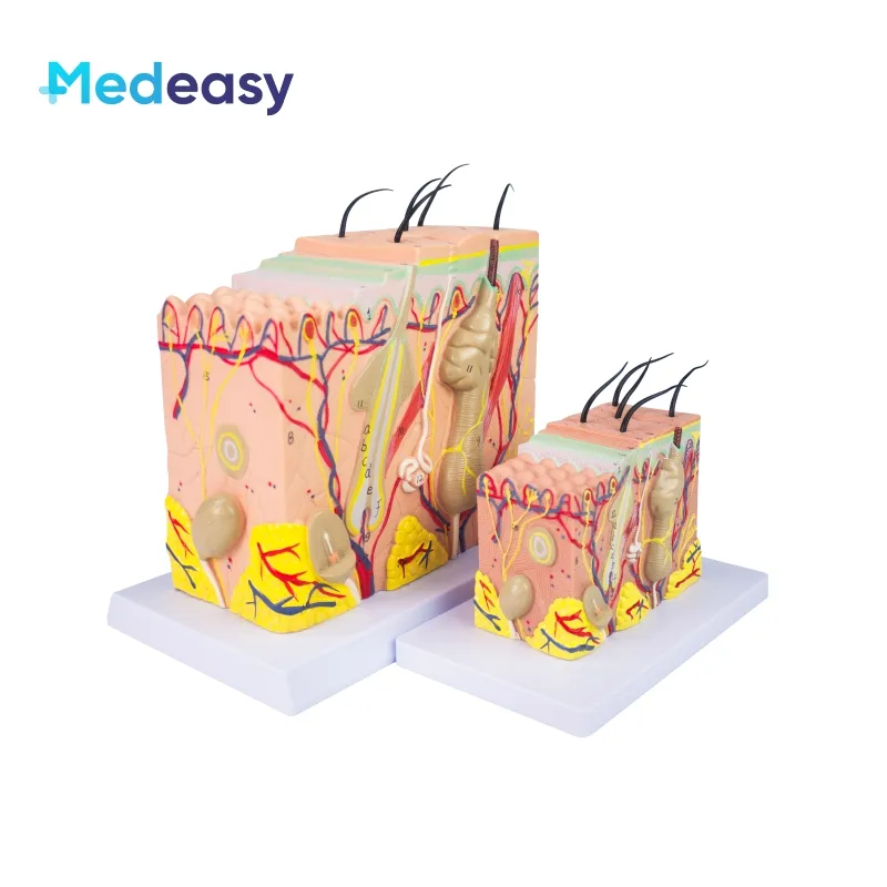 Menselijke Huid Anatomie Model, Menselijk Structuur 3D Skin Model