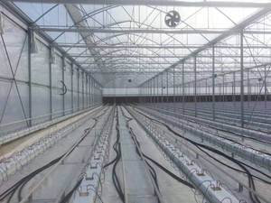 Fabrik direkte automatische Futters ystem Kultur <span class=keywords><strong>dwc</strong></span> Hydro ponik - Product Image 3