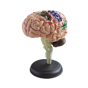 50106.11 1/2 kích thước tự nhiên 32 phần 4D cơ quan giải phẫu mô hình não sọ - Product Image 1