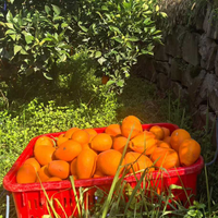Oranges Navel Fraîches en Gros, Agrumes en Vrac à Bon Prix, Oranges Navel Fraîches de Chine