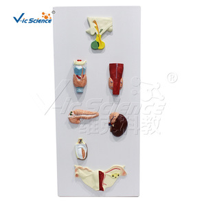 Modèle de système endocrinien de haute précision, structure combinée multi-glandulaire, équipement de formation en anatomie pour les écoles de médecine. - Product Image 1