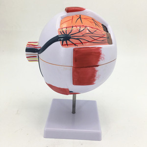 Modello Anatomico dell'Occhio Umano OEM in PVC con Ingrandimento 3X, Struttura dell'Palpebra Orbitale in 6 Parti per Insegnamento e Formazione - Product Image 2