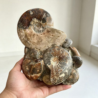 Vente en gros de spécimens d'ammonites naturelles, fossiles de conques d'escargots, pierres minérales pour la décoration