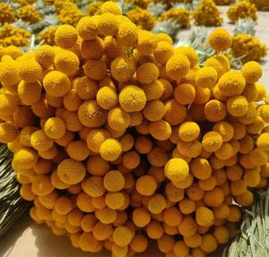Bán Buôn Tự Nhiên Hoa Khô Vàng Billy Nút Quả Bóng Bó Hoa Boho Khô Hoa Khô Bó Hoa Nhà Hàng Thủ Công - Product Image 2