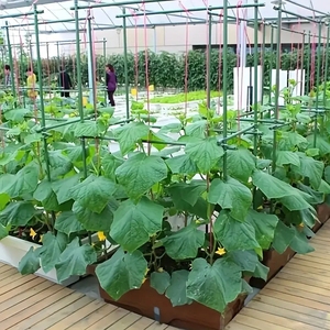 Bán buôn số lượng lớn bán chất lượng tốt nhất nhựa vườn Nguồn cung cấp bao gồm Cổ Phần <span class=keywords><strong>trellis</strong></span> chi nhánh hỗ trợ cho khu vườn ngoài trời - Product Image 5