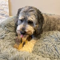Jouet à mâcher pour chien en feutre de laine écologique fait main, en cuir de vache, pour raton laveur, durable, pour la dentition des chiots, jouet molaire, anti-anxiété, interactif pour animaux de compagnie