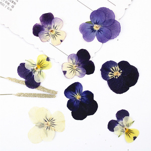 Secado prensado púrpura Amarillo Blanco Pansy <span class=keywords><strong>Corydalis</strong></span> Suaveolens Hance flor plantas herbario para joyería Fabricación de postales - Product Image 4