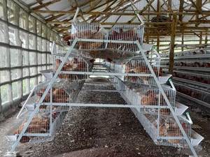 Cage à poulets galvanisée antirouille avec structure à plusieurs niveaux pour l'élevage général <span class=keywords><strong>de</strong></span> volailles - Product Image 2