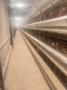 Supply อัตโนมัติอย่างสมบูรณ์วาง <span class=keywords><strong>Hen</strong></span>/ไข่ Layer แบตเตอรี่ H ประเภทกรงไก่ระบบ - Product Image 4