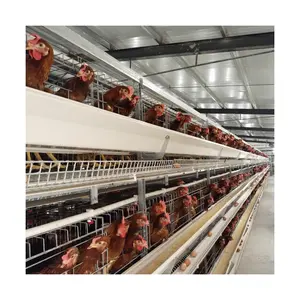 Cages pour animaux de type H pour 1000 5000 10000 Birds Design Poulailler de ferme avicole