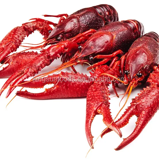 Gefrorener ganzer Langusten verpackt in Bulk Lobster Produkt Genre zum Verkauf