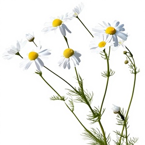 مسحوق مستخلص زهرة البابونج عالي الجودة بنسبة 10:1، قابل للذوبان في الماء، مسحوق مستخلص زهرة البابونج بدرجة غذائية - Product Image 3