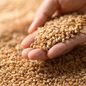 Trigo de Alto Contenido Proteico para Consumo Humano, Trigo Integral para Moler, Grado Alimenticio, Proveedor de Trigo a Granel, Exportador Mayorista, 24 Meses de Caducidad - Product Image 1