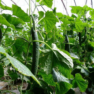 Vườn Bee Nhà Máy Lưới Leo Núi Trồng Rau Stalking Hỗ Trợ <span class=keywords><strong>Net</strong></span>, Dưa Chuột Trellis <span class=keywords><strong>Net</strong></span> Cho Cà Chua, Nho, Đậu - Product Image 5