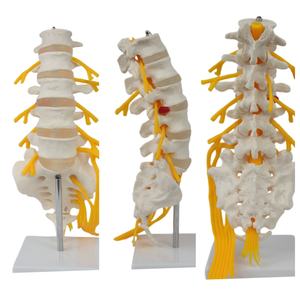 Modelo de Columna Vertebral de PVC de Alta Calidad con 5 Vértebras, Sacro, Nervios Caudales y Modelo Esquelético para Educación Médica, Hospitales y Uso Médico - Product Image 3