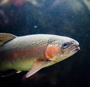 Aliment pour saumon et truite CITICO, riche en nutriments et en astaxanthine, améliore la couleur et la croissance des poissons - Product Image 3