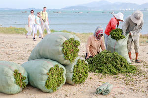 Poudre d'Ulva Lactuca / Algues vertes séchées à prix avantageux en provenance du Vietnam // Mme Lima - Product Image 6