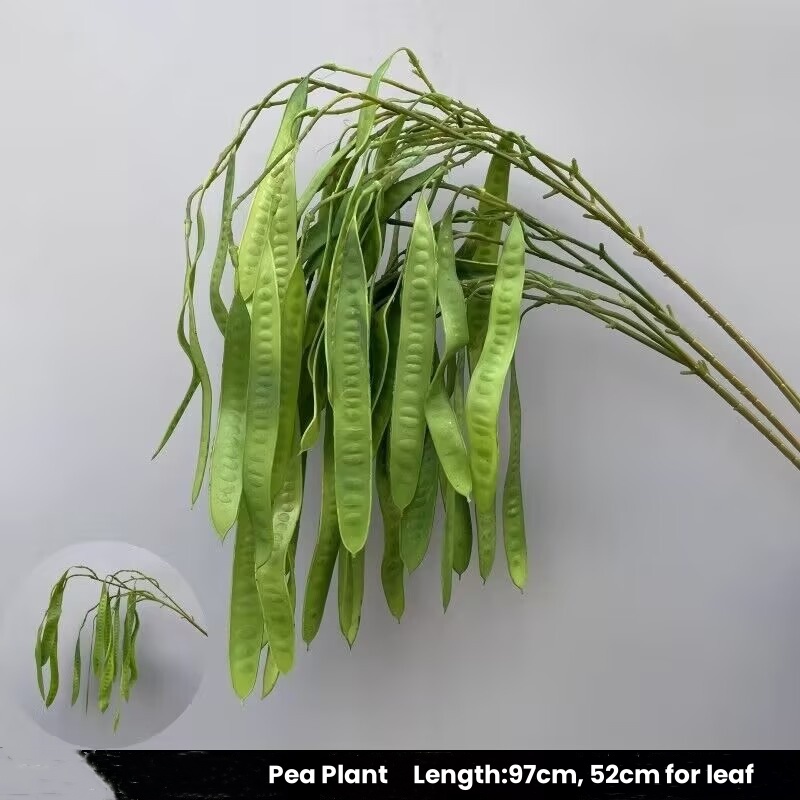 6# Planta de guisante/verde