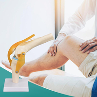 Modelo de articulación de rodilla funcional, modelo anatómico que incluye ligamento y menisco, esqueleto funcional, modelo de ciencia médica