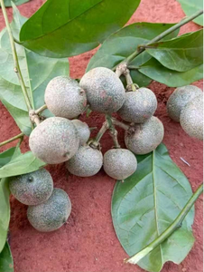 ราคาพิเศษ! ผงปรุงรสยาสูบธรรมชาติ Farmtory Brazzein 90 ความบริสุทธิ์มากกว่า 90% ผลิตภัณฑ์หมักด้วยความแม่นยำ - Product Image 3