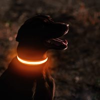 Collier LED rechargeable par USB pour chien, étanche, lumineux, réglable, pour la sécurité des promenades nocturnes des chiens de petite et moyenne taille