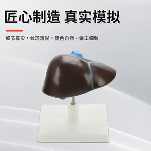 Modèles pédagogiques de l'anatomie du foie humain, y compris le hilum du foie, les vaisseaux sanguins, le lobe du foie, la vésicule biliaire, etc. - Product Image 2