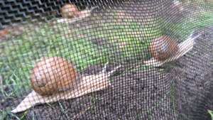 Red de cría de caracoles no tóxica de HDPE de alta calidad con malla de plástico resistente a los rayos UV para la cría de caracoles Red de caracoles negros - Product Image 4