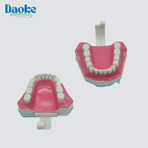 Modello Anatomico Professionale di Denti per Formazione Ortodontica, Typodont per Scienze Mediche CN GUA - Product Image 4